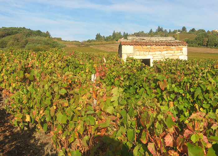 domaine viticole dans le beaujolais